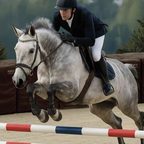 Hest over hinder
